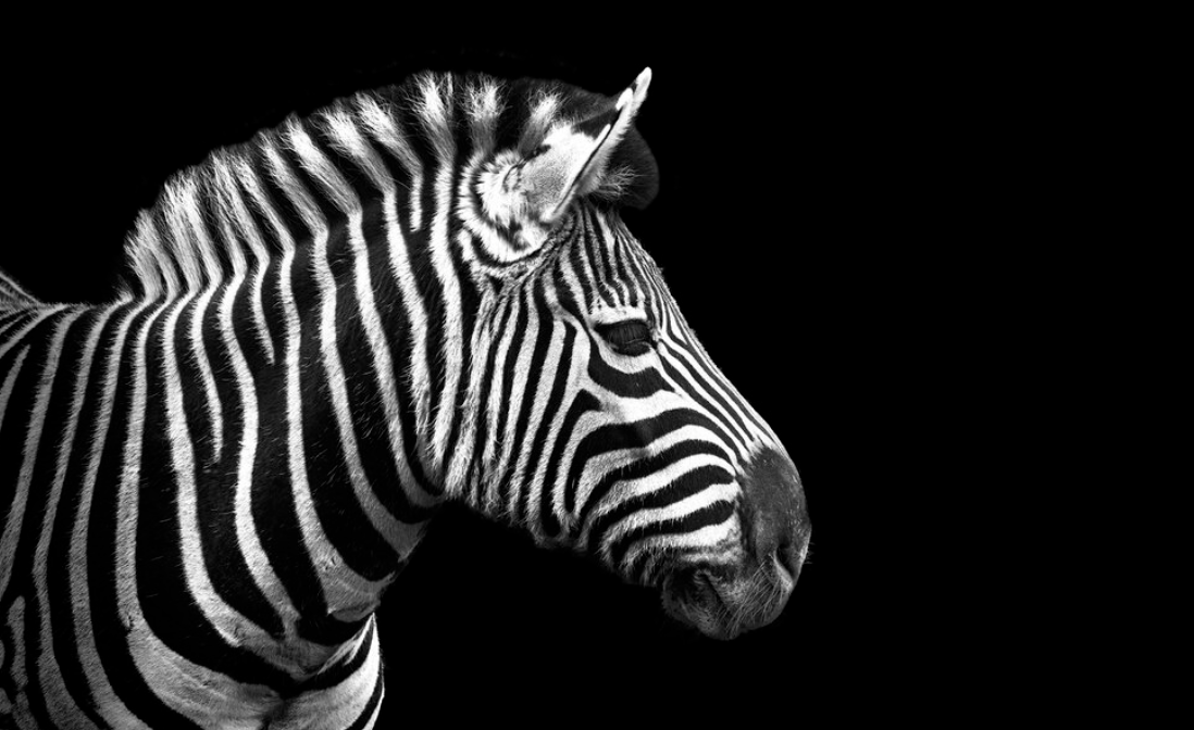 ¿Qué es el Zebra Drinking o Zebraing?